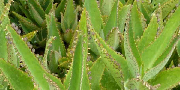 Principios activos del Kalanchoe